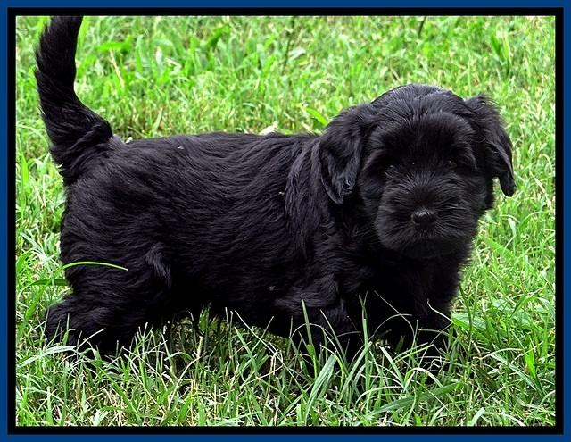 BG pups 5 wks old 55