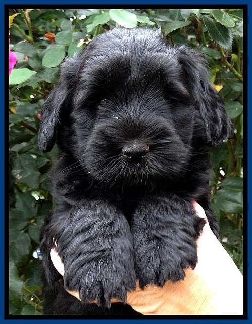 BG pups 6 wks old 7
