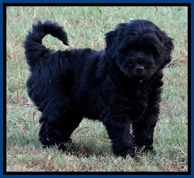 BG pups 7 wks old 8