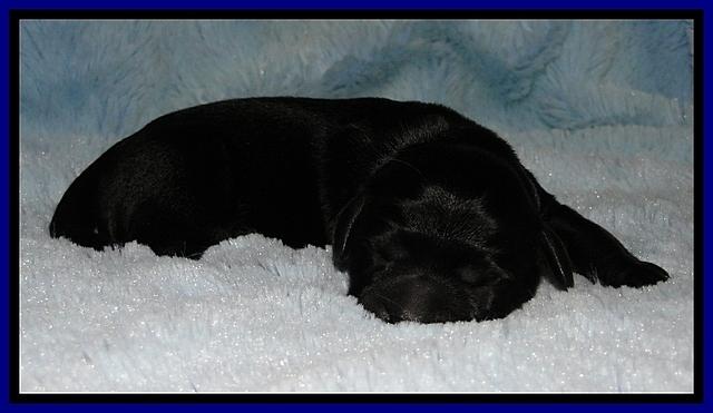 BG pups newborn 13