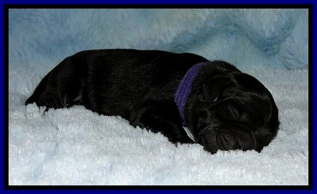 BG pups newborn 14