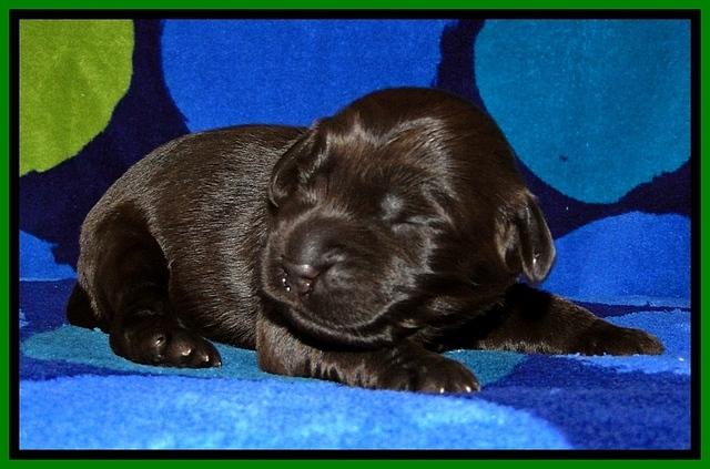 BG pups 1 wk old 8