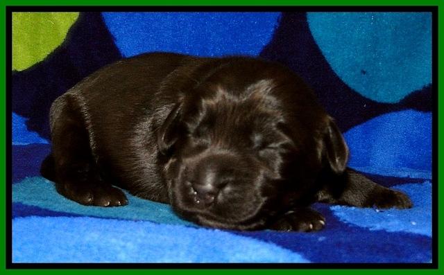 BG pups 1 wk old 9