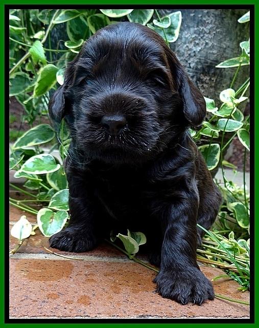 BG pups 3 wks old 25