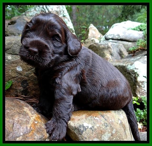 BG pups 3 wks old 27