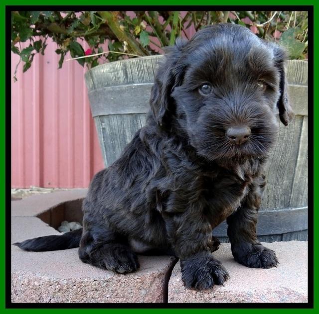 BG pups 5 wks old 12