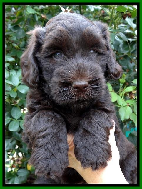 BG pups 6 wks old 14