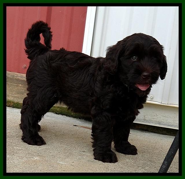 BG pups 7 wks old 32