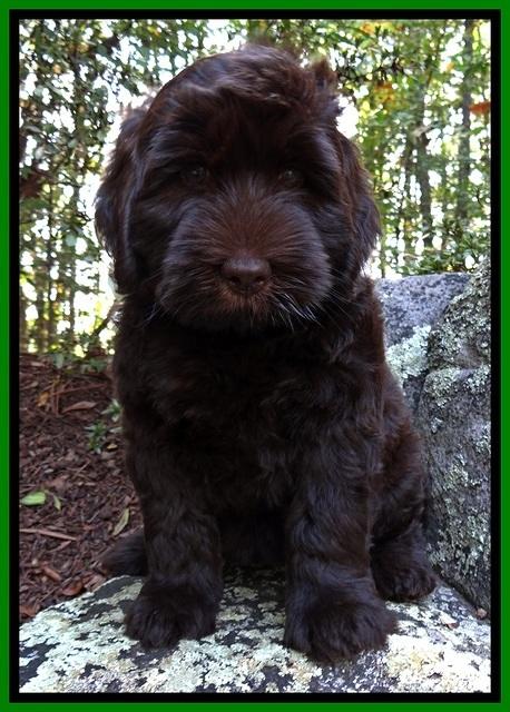 BG pups 8 wks old 550