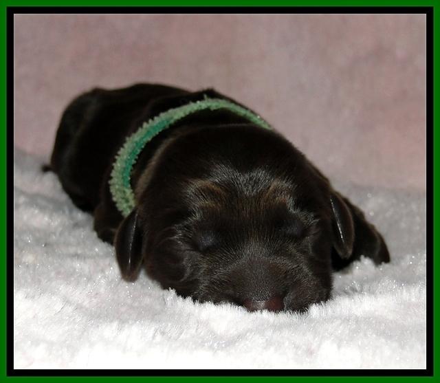 BG pups newborn 9