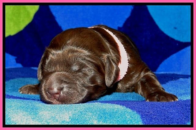 BG pups 1 wk old 2