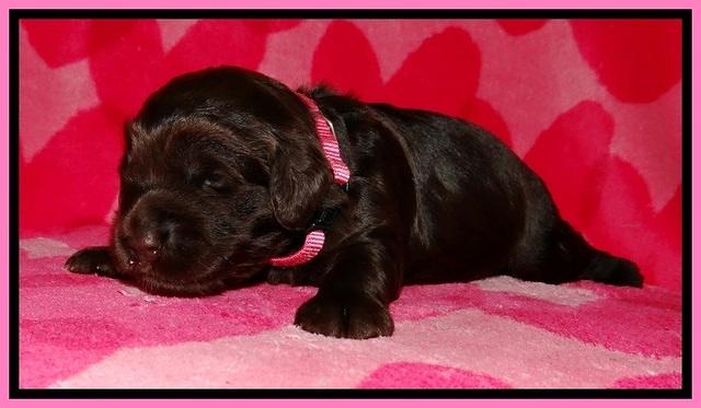BG pups 2 wks old 3