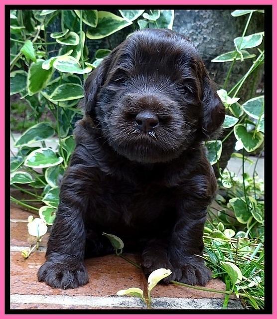 BG pups 3 wks old 29