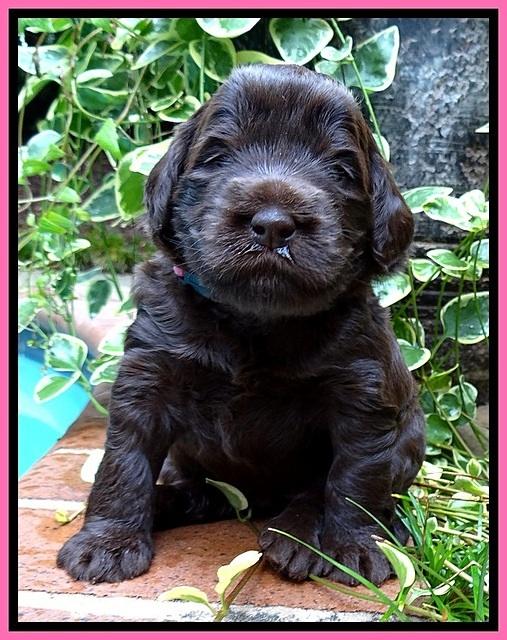 BG pups 3 wks old 30