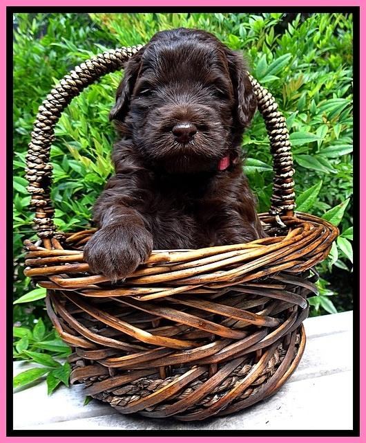 BG pups 4 wks old 17