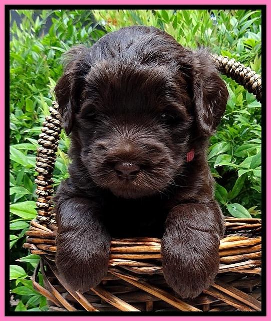 BG pups 4 wks old 20