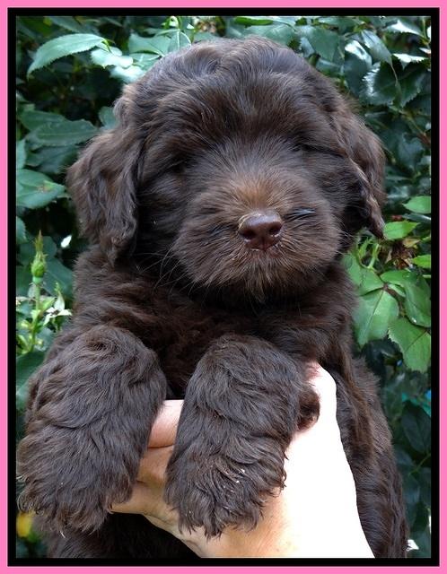 BG pups 6 wks old 10