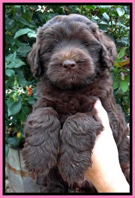 BG pups 6 wks old 12