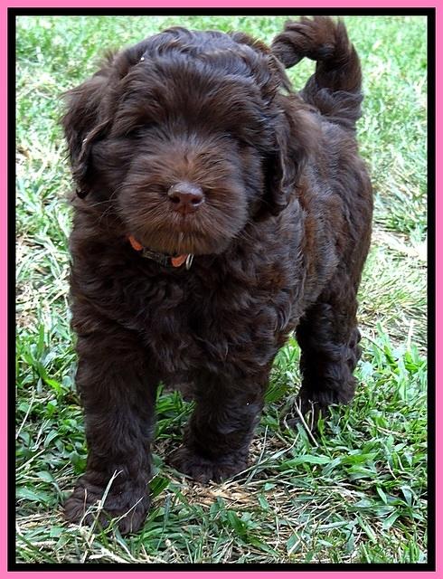 BG pups 7 wks old 30 (2)