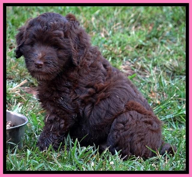 BG pups 7 wks old 50