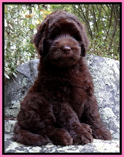 BG pups 8 wks old 250