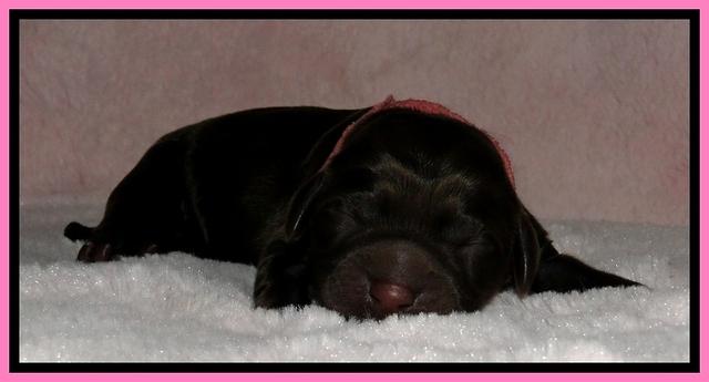 BG pups newborn 1