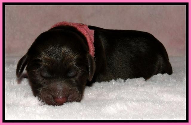 BG pups newborn 2