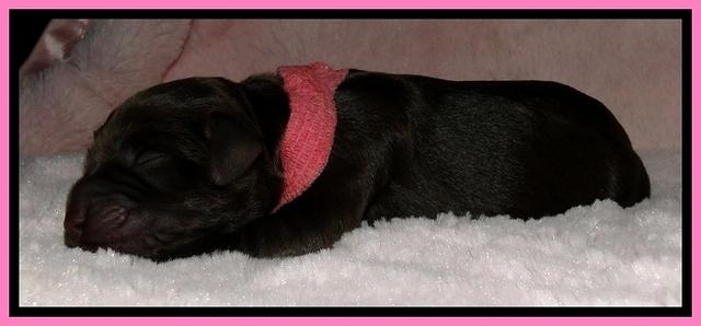 BG pups newborn 3