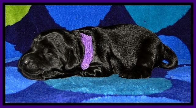 BG pups 1 wk old 5