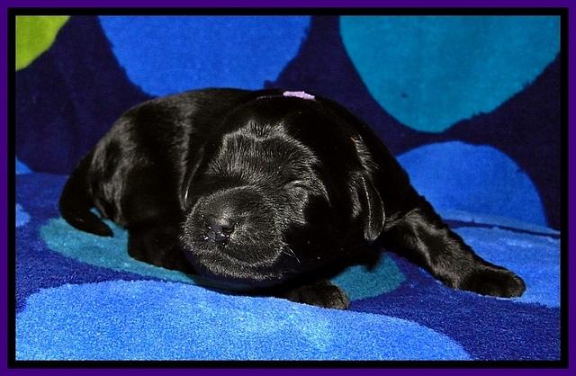 BG pups 1 wk old 6