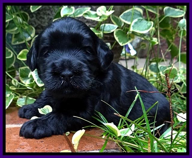 BG pups 3 wks old 36