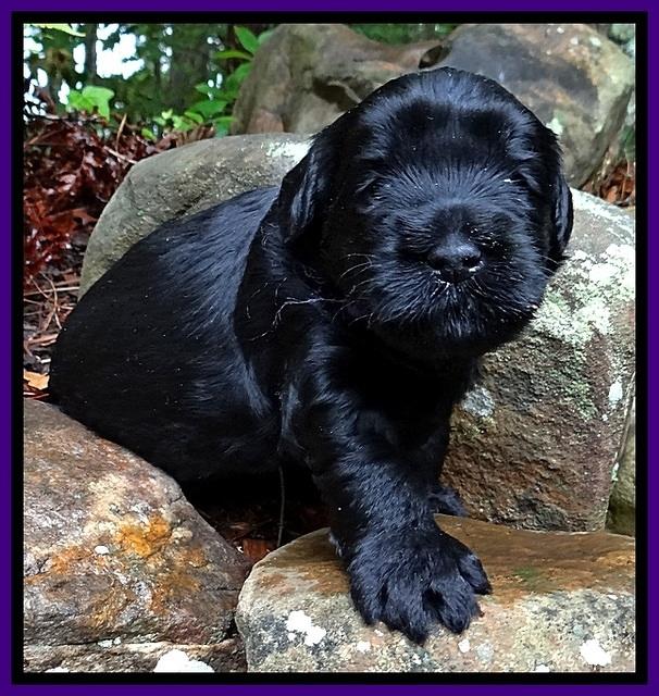 BG pups 3 wks old 37