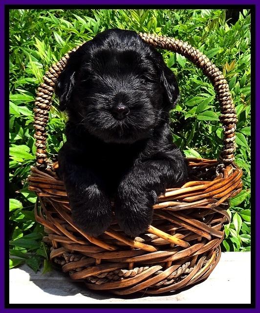 BG pups 4 wks old 14