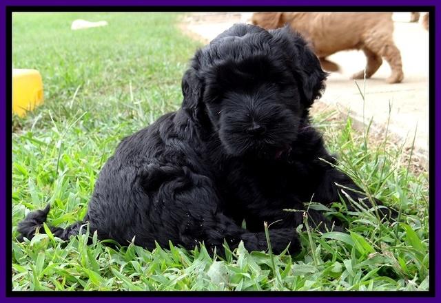 BG pups 5 wks old 51