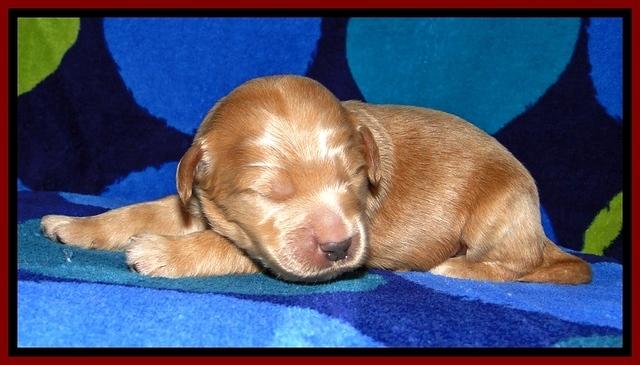 BG pups 1 wk old 18