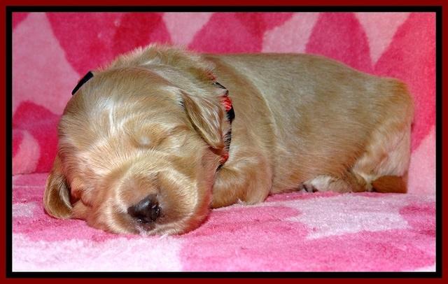 BG pups 2 wks old 16