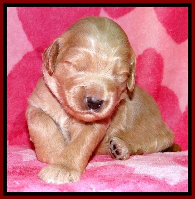 BG pups 2 wks old 21