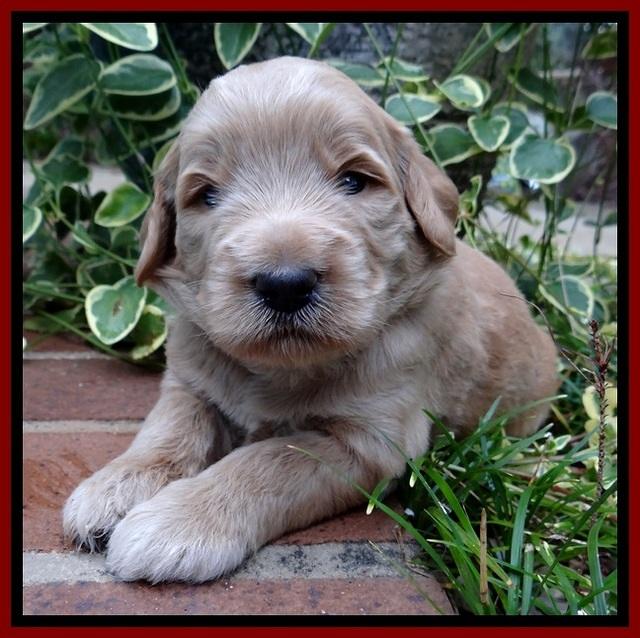 BG pups 3 wks old 1