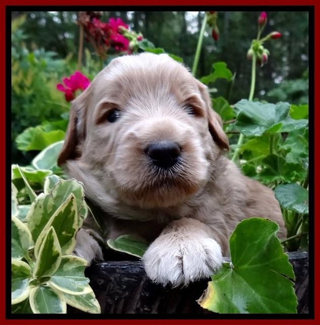 BG pups 3 wks old 2