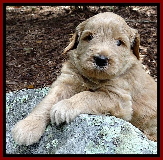 BG pups 4 wks old 11