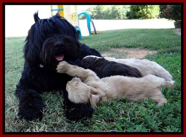 BG pups 5 wks old 30