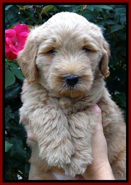 BG pups 6 wks old 6