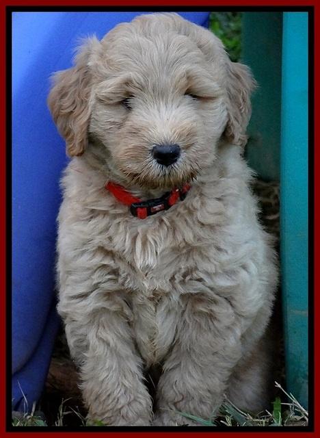 BG pups 7 wks old 6