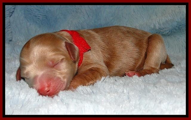 BG pups newborn 15