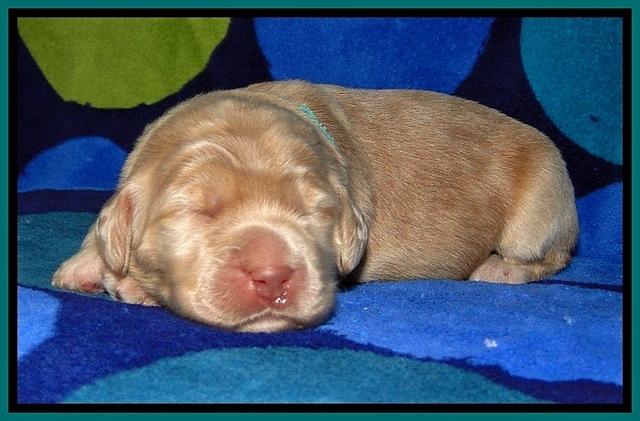 BG pups 1 wk old 20