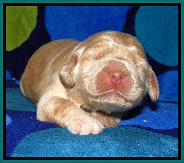 BG pups 1 wk old 21
