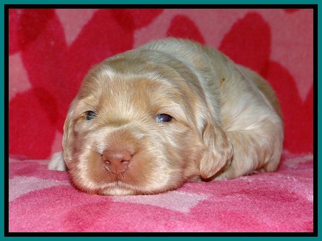 BG pups 2 wks old 4