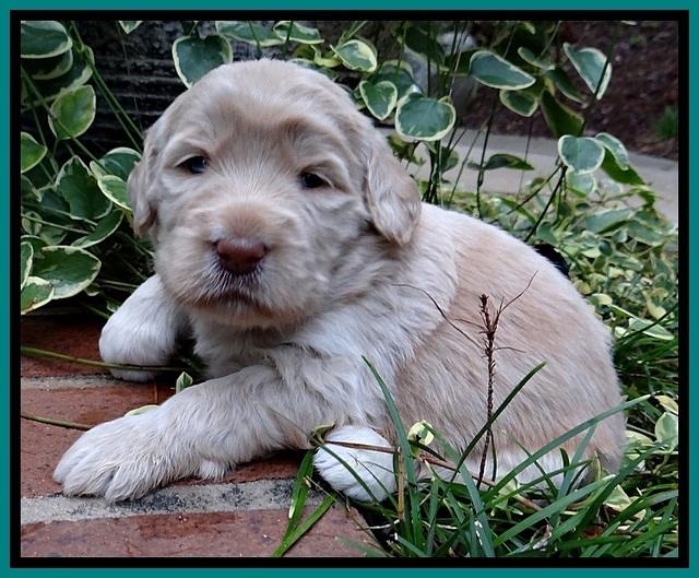 BG pups 3 wks old 3