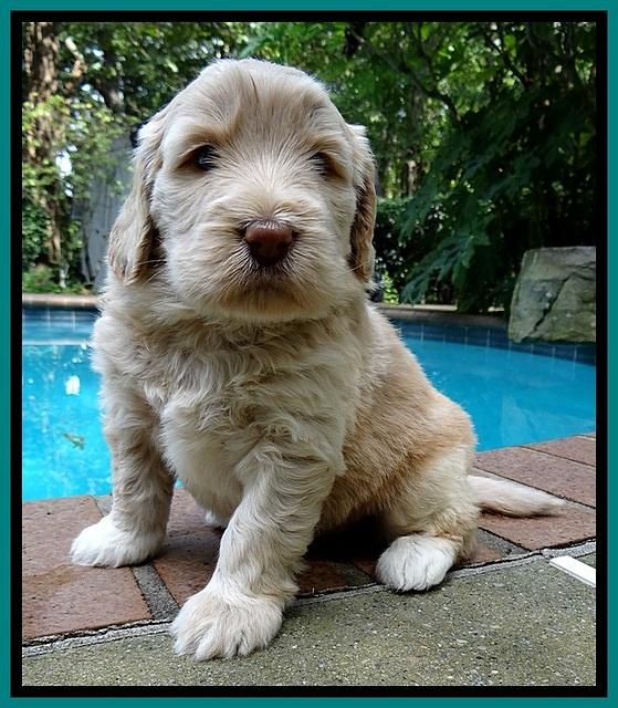 BG pups 4 wks old 23