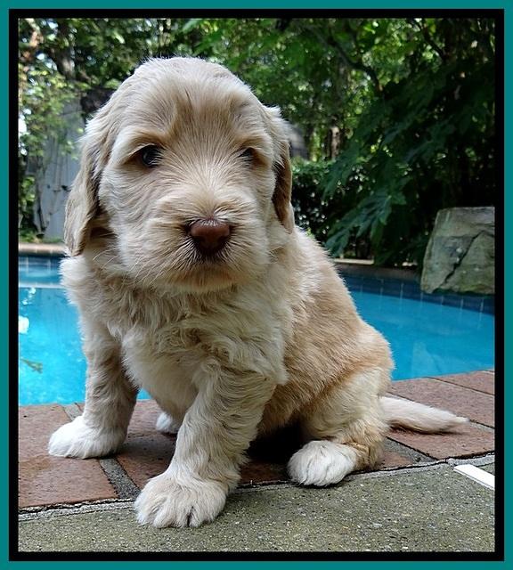 BG pups 4 wks old 24